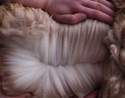 Sensation's Fleece